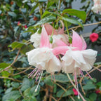 Fuchsia Plants Live, Gold and Red Foliage, 6-12 Inch Tall, Autumnale Variety, Fast Growing Deciduous Flowering Shrub, Well-Rooted Plant
