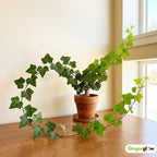 10 Baltic English Ivy Live Plants Bare Root, Hardy, Easy-Care Climbing Vines, Fast-Growing Hedera Helix for Indoor & Outdoor Use