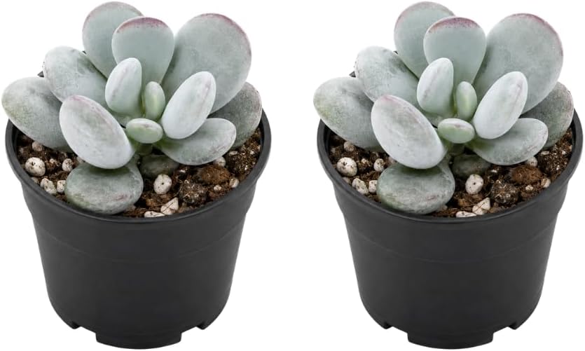 2 Cotyledon Orbiculata Succulents Plant Live, 2 Inch Pot, Rare Live Succulent, Easy Care, Vibrant Color Indoor Houseplant for Home, Office Décor, Small Spaces & Gifts