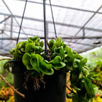 Hoya Hindu Rope Plant Live, 3 Inch Pot, Potted Crinkle Leaf Wax Plant, Unique Curly Indoor Vine for Home and Office Décor