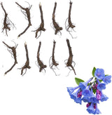 10 Virginia Bluebells Plants Roots, Easy to Grow Mertensia Virginica, Low Maintenance Bell-Shaped Blue Flowers for Shaded Landscaping