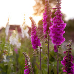 2 Foxglove Digitalis Purpurea Live Plant, 3-Inch Pot, Established Live Flowering Plant, Classic Tall Spire Blooms for Modern Landscape Design