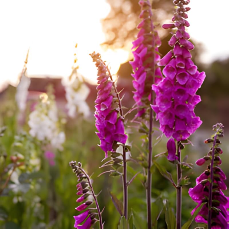 2 Foxglove Digitalis Purpurea Live Plant, 3-Inch Pot, Established Live Flowering Plant, Classic Tall Spire Blooms for Modern Landscape Design