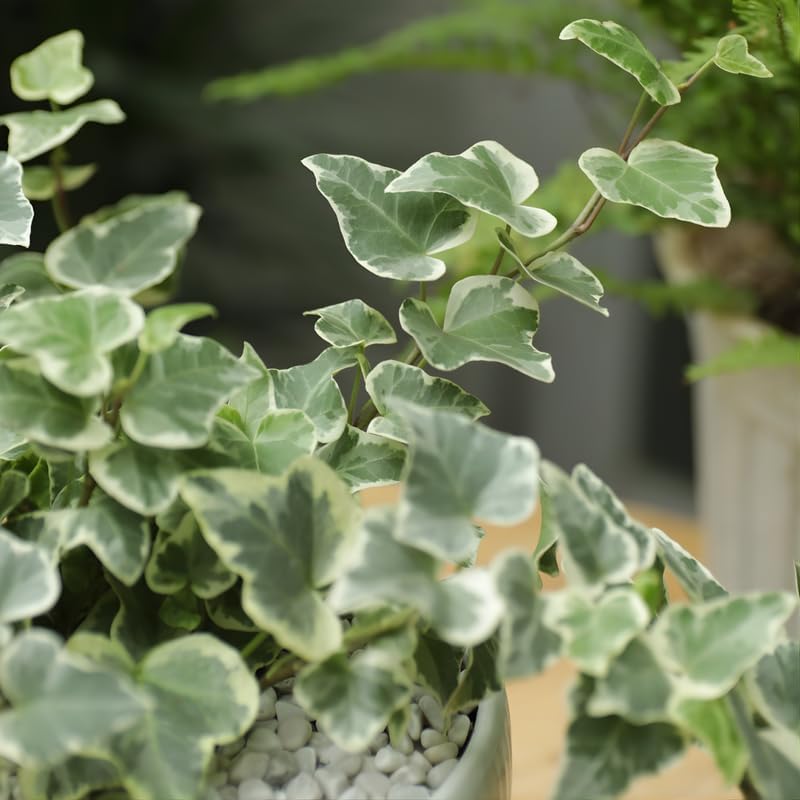 Glacier English Ivy Live Plant in 6 Inch Pot | Real English Ivy Plant Live | Trailing Plant & Climbing Vine | Easy Care Houseplant for Home & Office