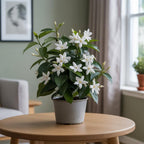 Confederate Jasmine Plant Live, 8 Inch Tall, Live Evergreen Vine with Intensely Scented White Blooms