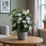 Confederate Jasmine Plant Live, 8 Inch Tall, Live Evergreen Vine with Intensely Scented White Blooms