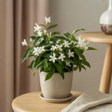 Confederate Jasmine Plant, Well-Rooted 8" Potted Climbing Vine, Low Maintenance Aromatic Evergreen for Sunny Patios