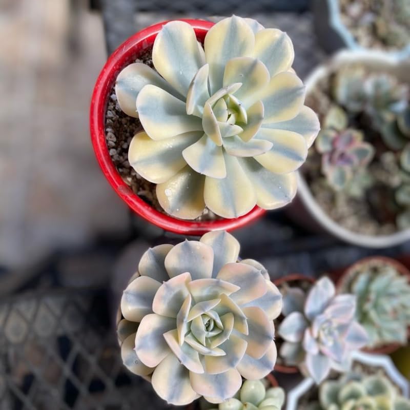 Echeveria Subsessilis Variegated Live Succulent in 4 Inch Pot, Decorative Succulent Plant for Home Office, Wedding Decor and DIY Projects
