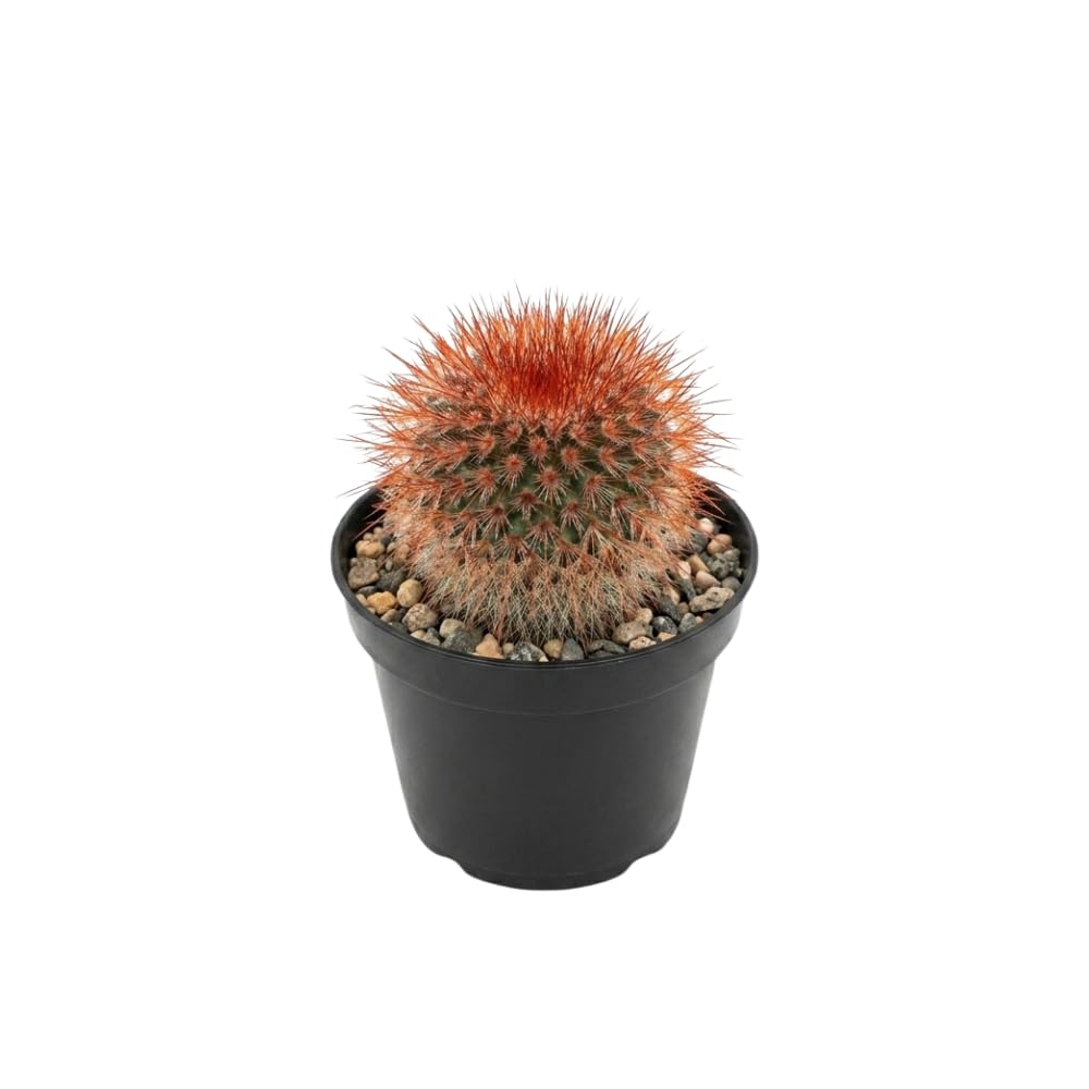 Gymnocalycium Horstii Green Tomato Cactus Plant Live, 4" Pot, Fully Rooted, Easy Care, Unique Ornamental Live Succulent Plant for Home, Office & Indoor Displays