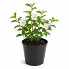 Mock Orange Plant, 4-6" Tall Shrub, Vigorous Deciduous Bush with Intoxicating Fragrance for Backyard Foundation Planting & Garden Borders