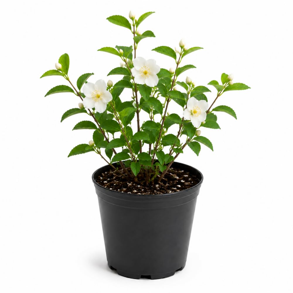 Mock Orange Plant, 4-6" Tall Shrub, Vigorous Deciduous Bush with Intoxicating Fragrance for Backyard Foundation Planting & Garden Borders