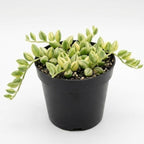 Succulents Plants Live - String of Tears | Live Variegated Trailing Succulent in 2 Inch Pot | Indoor Houseplant for Home or Office Displays | Easy to Grow