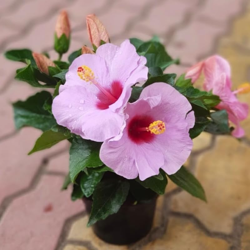 2 Purple Rose of Sharon Tree Live Plant | 12–18 Inch Tall | Hibiscus syriacus Flowering Shrubs for Yards, Hedges, Borders & Landscape Design