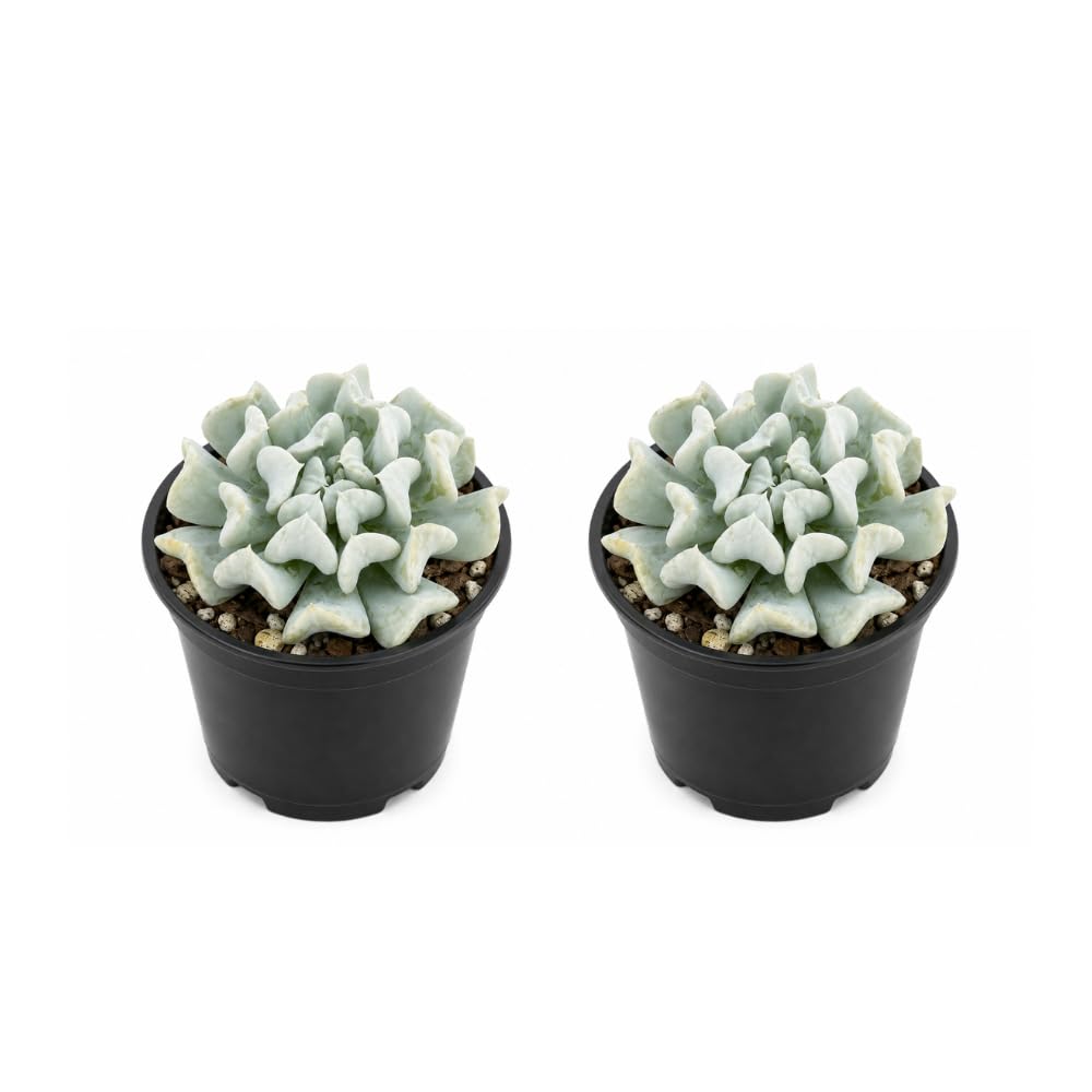 2 Echeveria Chroma Succulent Plants Live, 2 Inch Pot, Rare Live Succulent, Easy Care, Vibrant Color Indoor Houseplant for Home, Office Décor, Small Spaces & Gifts