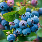 2-Pack Huckleberry Plant, Bare Root Seedlings, 3-4" Rooted Cuttings, Cold-Hardy Native Deciduous Shrub, Well-Rooted Small Starter Plants for Home Garden