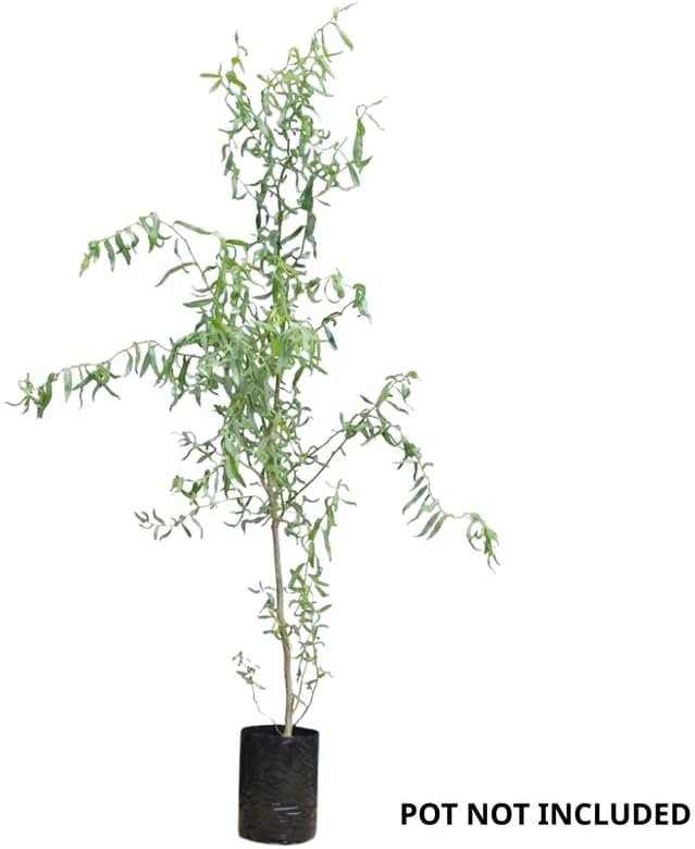 2 Corkscrew Willow Live Bare Root Trees | Twisted Branch Ornamental Tree 1-2ft Bare Root Rooted Cuttings | Well-Rooted Decorative Garden Trees