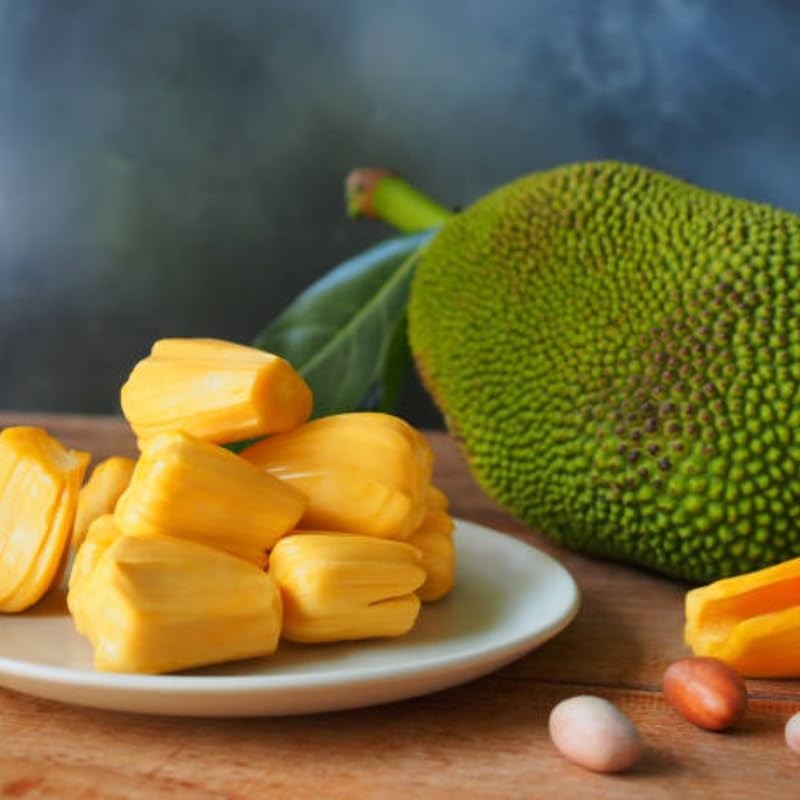 (No Ship to CA,HI,AK) Live Jackfruit Tree, 3 Foot Tall Potted Plant, 3 Gallon Size, Easy Care Tropical Greenery, Large Fruit Tree for Home Landscapes