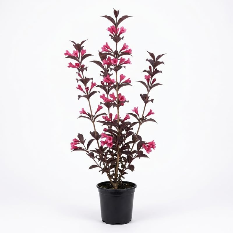 Weigela Florida Live Plant, Quart Pot - 12-18 Inches Tall, Wine Roses Weigela with Dark Purple Foliage Shrub with Pink Reblooming Flowers