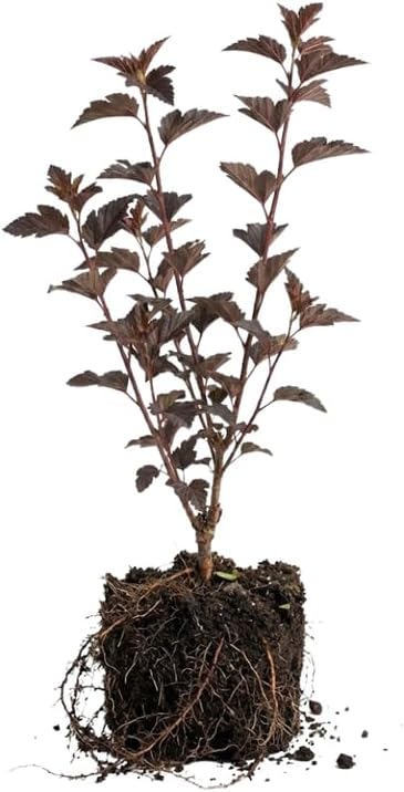 5 Live Ninebark Shrub Plant, 12-24" Tall Bare Root, Easy to Grow, Resilient Flowering Foliage for Garden Rows and Landscapes