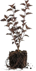 5 Live Ninebark Shrub Plant, 12-24" Tall Bare Root, Easy to Grow, Resilient Flowering Foliage for Garden Rows and Landscapes