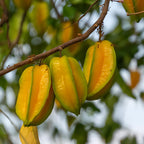 (No Ship to CA,HI,AK) Sweet Starfruit Tree Live Plant in 3 Gallon Pot, Well-Rooted Tropical Tree, Low Maintenance Fruit Plant for Sunny Outdoor Spots