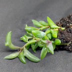 String of Dolphins Plant Live in 4'' Inch Pot | Trailing Succulent & Hanging Houseplant | Dolphin Plants Live Houseplants for Indoor Décor