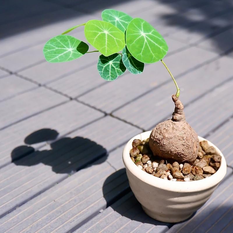 Stephania Cephalantha Live Plant in 2 – 2.5" Inch Pot | Stephania Erecta Plant Bulb | Low-Maintenance Indoor Greenery | Suitable for Desks, Shelves & Modern Décor | Great Botanical Gift