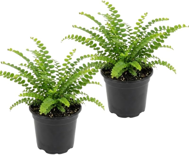 2 Lemon Button Fern Live Plant, 2 Inch Pot, Potted Nephrolepis Cordifolia, Small Indoor Fern for Desks and Terrariums