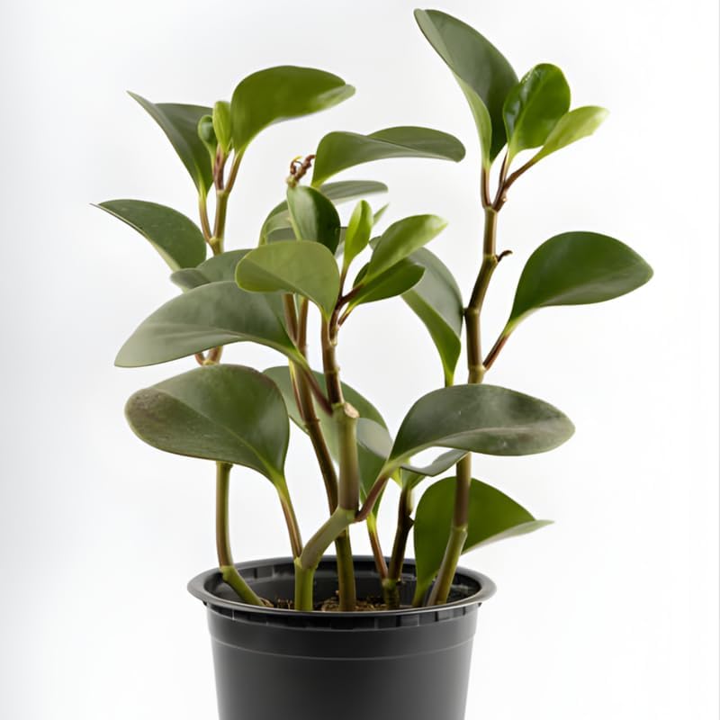 3 Peperomia Plant, Peperomia Clusiifolia Red Margin Live in 2 Inch Pot, Small Indoor Plant for Tabletop Decor, Gifting and Minimalist Spaces