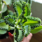 Mother of Thousands Kalanchoe Live Succulent in 4" Inch Pot | Low-Maintenance Indoor Plant | Great for Collections, Gifts & Small Spaces