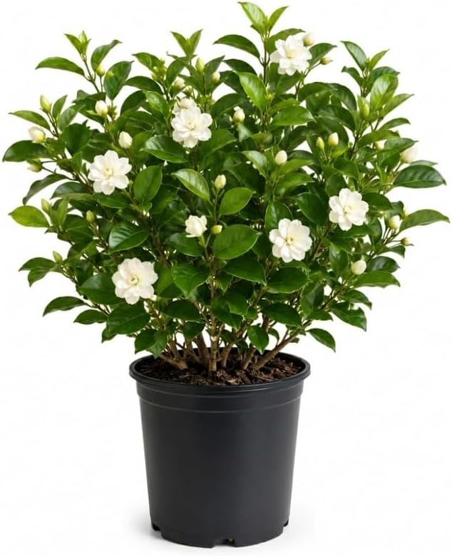 (No Ship to CA,HI,AK) Duke Jasmine Plant Live, 2 Gallon Pot, Low Maintenance Highly Fragrant Shrub for Homeowners, Sturdy Starter for Elegant Floral Displays
