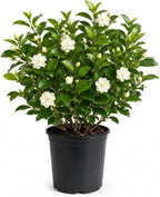 (No Ship to CA,HI,AK) Duke Jasmine Plant Live, 2 Gallon Pot, Low Maintenance Highly Fragrant Shrub for Homeowners, Sturdy Starter for Elegant Floral Displays