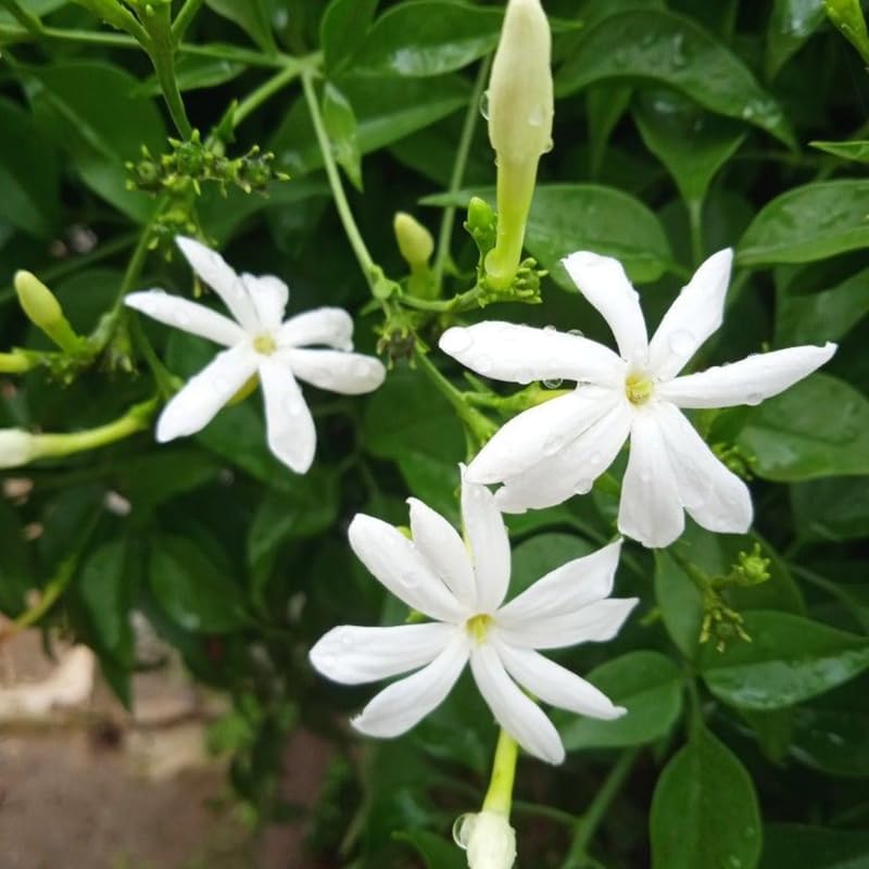 Downy Jasmine Plant Live in 4 Inch Pot | Soft Downy Leaves & White Blooms | Easy to Grow Live Jasmine Plant for Indoor Home Décor