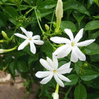Downy Jasmine Plant Live in 4 Inch Pot | Soft Downy Leaves & White Blooms | Easy to Grow Live Jasmine Plant for Indoor Home Décor