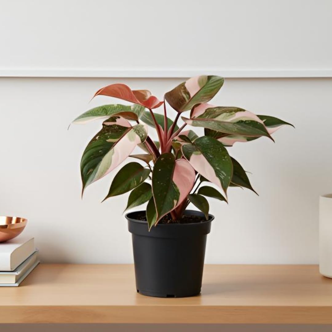 2 Rare Tricolor Philodendron Plants Live | Size 4-5 Inc | Pot Not Included | Variegated Leaves Philodendron Plant | Unique Gift for Mom, Friend, Women, Her, Birthday Gifts