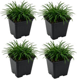 4 Dwarf Mondo Grass Plants Live, 4-8" Tall, Non GMO Ornamental Grass Live Plant, Drought Tolerent, High-Density Ground Cover for Shaded Backyard & Patio Pathway