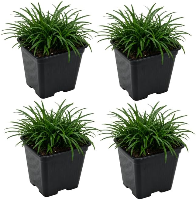 4 Dwarf Mondo Grass Plants Live, 4-8" Tall, Non GMO Ornamental Grass Live Plant, Drought Tolerent, High-Density Ground Cover for Shaded Backyard & Patio Pathway