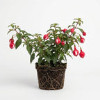 Fuchsia Plants Live, Gold and Red Foliage, 6-12 Inch Tall, Autumnale Variety, Fast Growing Deciduous Flowering Shrub, Well-Rooted Plant