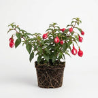 2 Fuchsia Plants Live, Gold and Red Foliage, 6-12 Inch Tall, Autumnale Variety, Trailing Flowering Plant, Ideal for Hanging Baskets