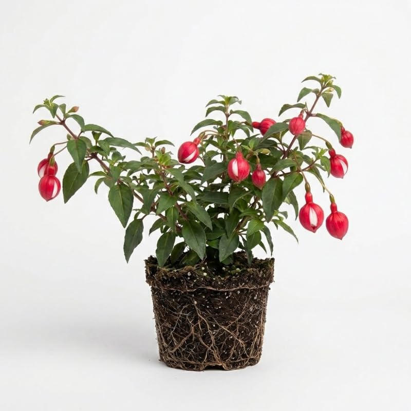 2 Fuchsia Plants Live, Gold and Red Foliage, 6-12 Inch Tall, Autumnale Variety, Trailing Flowering Plant, Ideal for Hanging Baskets