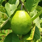 Pink Guava Tree Live Plant 3 Ft Tall | Sweet Pink Flesh Fruit Tree| Guava Plants Live for Planting in Backyards, Patios & Warm Climates