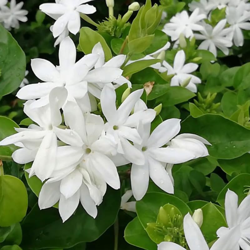 Belle of India Jasmine Plant Live | Size 4 to 5 Inch Tall | Housewarming Friendship Gifts for Women Best Friend Presents for Mom Birthday Gift for New Home