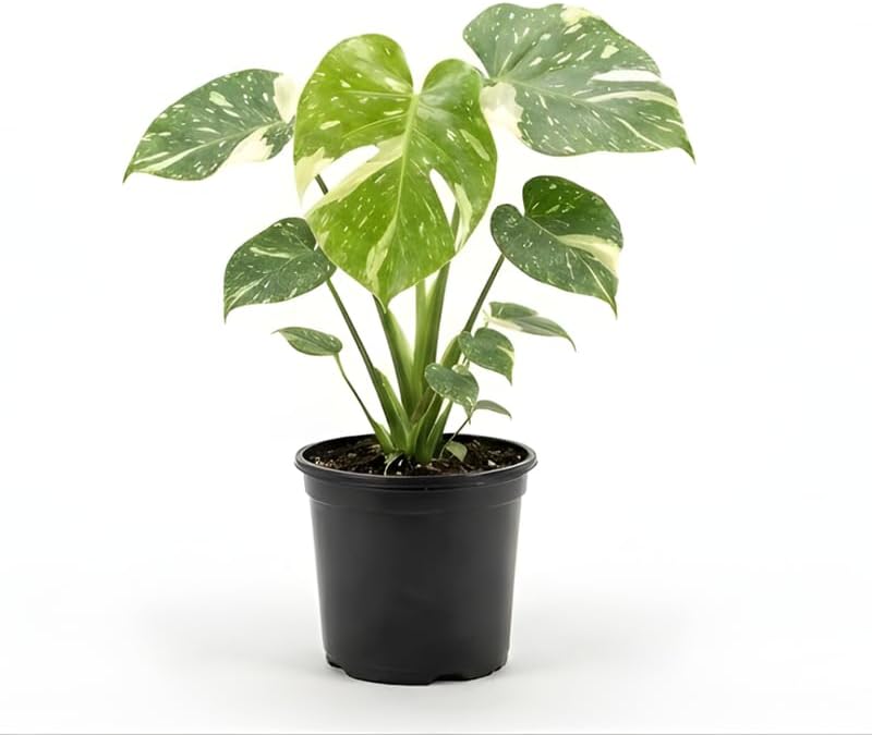 Thai Constellation Monstera Live Plant, 4 Inch Pot, Potted Variegated Monstera Deliciosa, Rare Cream and Green Indoor Plant for Home and Office