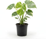 Thai Constellation Monstera Live Plant, 4 Inch Pot, Potted Variegated Monstera Deliciosa, Rare Cream and Green Indoor Plant for Home and Office