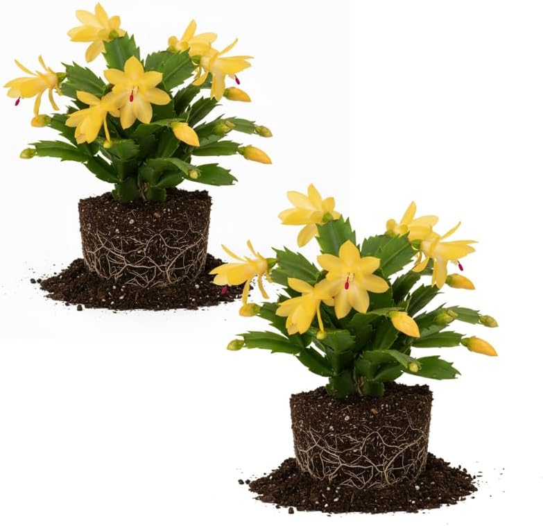 2 Orange Christmas Cactus Plant Live | 3 to 4 Inch Tall Indoor | Housewarming Friendship Gifts for Women Best Friend Presents for Mom Birthday Gift for New Home