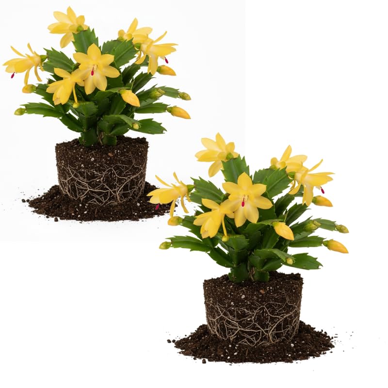 2 Yellow Christmas Cactus Plant Live | 3 to 4 Inch Tall Indoor | Housewarming Friendship Gifts for Women Best Friend Presents for Mom Birthday Gift for New Home