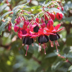 2 Fuchsia Plants Live, Dark Blue & Red Fuchsia, 6-12 Inch Tall, Blue Eye Variety, Trailing Flowering Plant, Ideal for Hanging Baskets