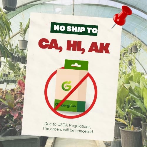 Surinam Cherry Tree Live Plant | 2.5–3 Ft Cherry Tree | Small Tropical Fruit Tree for Home Gardens & Outdoor Growing | No Ship to CA,HI,AK