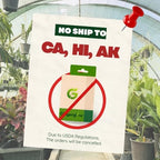 Arbequina Olive Tree for Planting (2.5–3 Feet) | Live Potted Olive Tree | High-Yield, Hardy Variety | No Ship to CA,HI,AK