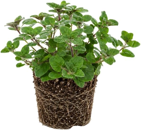 Hot Spicy Oregano Plant Live in Pot, 3-6" Tall in 3" Pot Oregano Plant, Well Rooted, Fragrant Culinary Herb Plant for Indoor or Outdoor Planting